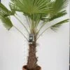 Trachycarpus Fortunei - Stam 70-80 Cm - Totale Hoogte 180-220 Cm - Pot Ø 40 Cm [pallet] -Planten Winkel 1991660079