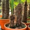 Trachycarpus Fortunei Dubbelstam - Stam A 70-100 Cm - Stam B 20-50 Cm [pallet] -Planten Winkel 1991660130