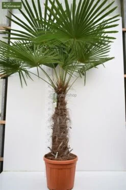 Trachycarpus Fortunei - Stam 80-90 Cm - Totale Hoogte 200+ Cm - Pot Ø 48 Cm [pallet]