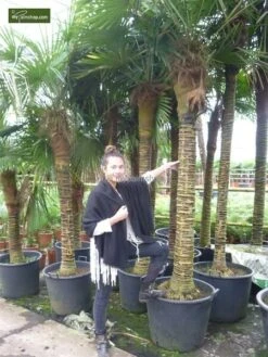 Trachycarpus Fortunei - Stam 90-100 Cm - Totale Hoogte 200+ Cm - Pot Ø 48 Cm [pallet] -Planten Winkel 1991660256