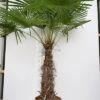 Trachycarpus Fortunei - Stam 100-120 Cm - Totale Hoogte 200-250 Cm - Pot Ø 50 Cm [pallet] -Planten Winkel 1991660349
