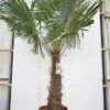 Trachycarpus Fortunei - Stam 120-140 Cm - Pot Ø 50 Cm [pallet] -Planten Winkel 1991660403