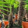Trachycarpus Fortunei Dubbelstam - Stam A 180-210 Cm - Stam B 20-80 Cm [pallet] -Planten Winkel 1991660493