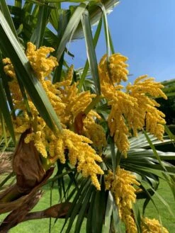 Trachycarpus Fortunei - Stam 140-160 Cm - Pot Ø 55 Cm [pallet] -Planten Winkel 1991660508