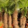 Trachycarpus Fortunei Dubbelstam - Stam A 130-170 Cm - Stam B 100-150 Cm [pallet] -Planten Winkel 1991660550