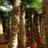 Trachycarpus Fortunei - Stam 160-180 Cm - Pot Ø 65 Cm [pallet] -Planten Winkel 1991660559