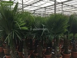 Trachycarpus Fortunei - Stam 160-180 Cm - Pot Ø 65 Cm [pallet] -Planten Winkel 1991660565