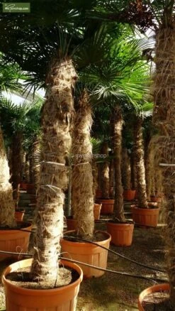 Trachycarpus Fortunei - Stam 225-250 Cm - Pot Ø 80 Cm [pallet]