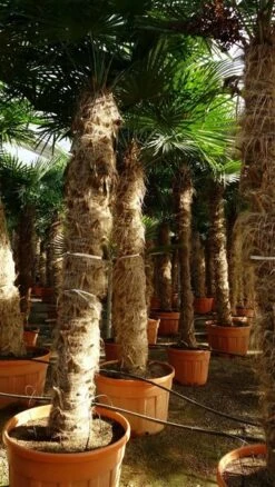 Trachycarpus Fortunei - Stam 275-300 Cm [pallet]