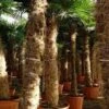 Trachycarpus Fortunei - Stam 350-400 Cm [pallet] -Planten Winkel 1991660889