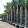 Trachycarpus Fortunei - Stam 400-450 Cm [pallet] -Planten Winkel 1991660919