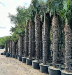 Trachycarpus Fortunei - Stam 500-550 Cm [pallet]