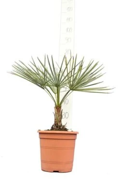 Chamaerops Humilis Cerifera - Totale Hoogte 50-70 Cm - Pot Ø 22 Cm