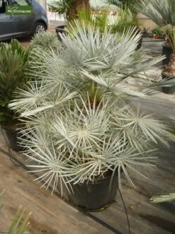 Chamaerops Humilis Cerifera - Totale Hoogte 50-70 Cm - Pot Ø 22 Cm -Planten Winkel 1991661168