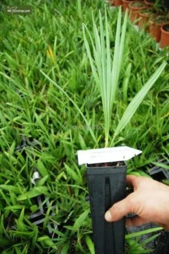 Chamaerops Humilis Cerifera - Totale Hoogte 50-70 Cm - Pot Ø 22 Cm -Planten Winkel 1991661171