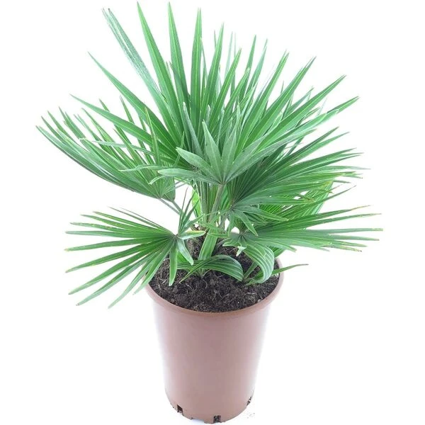 Chamaerops Humilis Vulcano - Totale Hoogte 50-60 Cm - Pot Ø 22 Cm 3 Chamaerops Humilis Vulcano - Totale Hoogte 50-60 Cm - Pot Ø 22 Cm