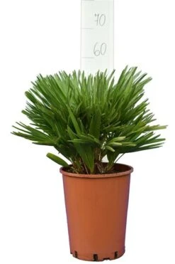 Chamaerops Humilis Vulcano - Totale Hoogte 50-60 Cm - Pot Ø 22 Cm 7 Chamaerops Humilis Vulcano - Totale Hoogte 50-60 Cm - Pot Ø 22 Cm -Planten Winkel 1991661204