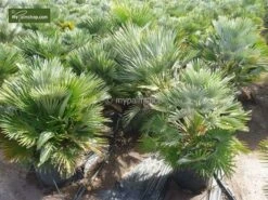 Chamaerops Humilis Vulcano - Totale Hoogte 50-60 Cm - Pot Ø 22 Cm 8 Chamaerops Humilis Vulcano - Totale Hoogte 50-60 Cm - Pot Ø 22 Cm -Planten Winkel 1991661207