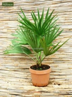 Chamaerops Humilis Vulcano - Totale Hoogte 50-60 Cm - Pot Ø 22 Cm 9 Chamaerops Humilis Vulcano - Totale Hoogte 50-60 Cm - Pot Ø 22 Cm -Planten Winkel 1991661210