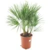 Chamaerops Humilis - Totale Hoogte 80-100 Cm - Pot Ø 27 Cm