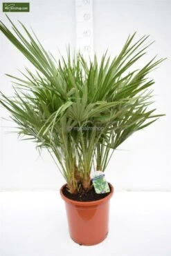 Chamaerops Humilis - Totale Hoogte 80-100 Cm - Pot Ø 27 Cm -Planten Winkel 1991661243