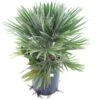 Chamaerops Humilis Vulcano - Totale Hoogte 60-80 Cm - Pot Ø 28 Cm 2 Chamaerops Humilis Vulcano - Totale Hoogte 60-80 Cm - Pot Ø 28 Cm -Planten Winkel 1991661327