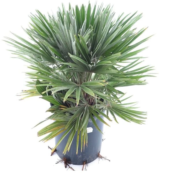 Chamaerops Humilis Vulcano - Totale Hoogte 60-80 Cm - Pot Ø 28 Cm 3 Chamaerops Humilis Vulcano - Totale Hoogte 60-80 Cm - Pot Ø 28 Cm