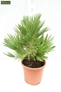 Chamaerops Humilis Vulcano - Totale Hoogte 60-80 Cm - Pot Ø 28 Cm 8 Chamaerops Humilis Vulcano - Totale Hoogte 60-80 Cm - Pot Ø 28 Cm -Planten Winkel 1991661333