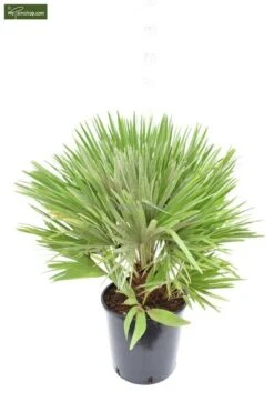 Chamaerops Humilis Vulcano - Totale Hoogte 60-80 Cm - Pot Ø 28 Cm 9 Chamaerops Humilis Vulcano - Totale Hoogte 60-80 Cm - Pot Ø 28 Cm -Planten Winkel 1991661336
