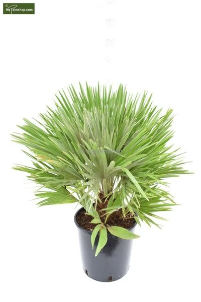 Chamaerops Humilis Vulcano - Totale Hoogte 60-80 Cm - Pot Ø 28 Cm 6 Chamaerops Humilis Vulcano - Totale Hoogte 60-80 Cm - Pot Ø 28 Cm - Afbeelding 4