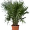 Chamaerops Humilis - Stam 15-30 Cm - Totale Hoogte 90-110 Cm - Pot Ø 40 Cm [pallet]