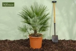 Chamaerops Humilis - Stam 15-30 Cm - Totale Hoogte 90-110 Cm - Pot Ø 40 Cm [pallet] -Planten Winkel 1991661366