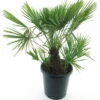 Chamaerops Humilis - Stam 20-30 Cm - Totale Hoogte 100-120 Cm - Pot Ø 35 Cm [pallet] -Planten Winkel 1991661399