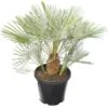 Chamaerops Humilis Cerifera - Stam 30-40 Cm - Totale Hoogte 140-160 Cm - Pot Ø 50 Cm [pallet]