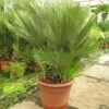 Chamaerops Humilis Vulcano - Dikke Stam 20-30 Cm - Totale Hoogte 110-130 Cm - Pot Ø 43 Cm [pallet] -Planten Winkel 1991661480