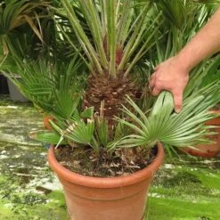 Chamaerops Humilis Vulcano - Dikke Stam 20-30 Cm - Totale Hoogte 110-130 Cm - Pot Ø 43 Cm [pallet] -Planten Winkel 1991661483
