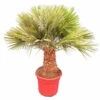 Chamaerops Humilis Vulcano - Dikke Stam 30-40 Cm - Totale Hoogte 150-170 Cm - Pot Ø 50 Cm [pallet] -Planten Winkel 1991661510