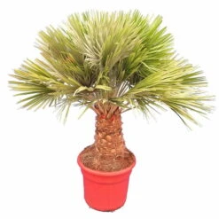 Chamaerops Humilis Vulcano - Dikke Stam 30-40 Cm - Totale Hoogte 150-170 Cm - Pot Ø 50 Cm [pallet]