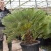 Chamaerops Humilis Vulcano - Totale Hoogte 130-150 Cm - Pot Ø 60 Cm [pallet] -Planten Winkel 1991661528