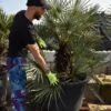 Chamaerops Humilis - Stam 60-80 Cm - Totale Hoogte 170+ Cm - Pot Ø 55 Cm [pallet] -Planten Winkel 1991661537