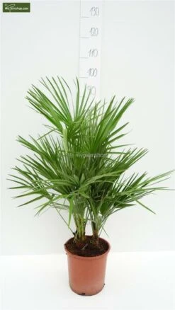 Chamaerops Humilis - Stam 60-80 Cm - Totale Hoogte 170+ Cm - Pot Ø 55 Cm [pallet] -Planten Winkel 1991661546