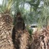 Chamaerops Humilis Cerifera - Stam 100+ Cm - Totale Hoogte 250+ Cm - Pot Ø 115 Cm [pallet]