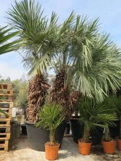 Chamaerops Humilis Cerifera - Stam 100+ Cm - Totale Hoogte 250+ Cm - Pot Ø 115 Cm [pallet] -Planten Winkel 1991661594
