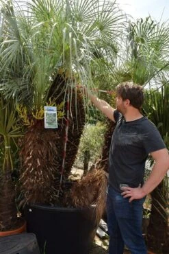 Chamaerops Humilis Cerifera - Stam 100+ Cm - Totale Hoogte 250+ Cm - Pot Ø 115 Cm [pallet] -Planten Winkel 1991661597