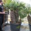 Chamaerops Humilis Cerifera - Stamomtrek 80-90 Cm - Stam 80-90 Cm - Totale Hoogte 200+ Cm - Pot Ø 80 Cm [pallet]