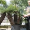 Chamaerops Humilis Cerifera - Stamomtrek 70-80 Cm - Stam 110-120 Cm - Totale Hoogte 220+ Cm - Pot Ø 70 Cm [pallet] -Planten Winkel 1991661639