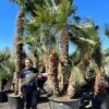 Chamaerops Humilis - Stam 230+ Cm [pallet]