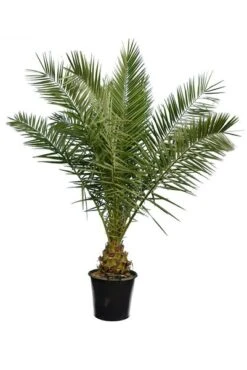 Phoenix Canariensis - Totale Hoogte 80-120 Cm - Pot Ø 26 Cm -Planten Winkel 1991661669