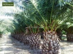 Phoenix Canariensis - Totale Hoogte 80-120 Cm - Pot Ø 26 Cm -Planten Winkel 1991661675