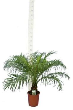 Phoenix Roebelenii - Stam 10-20 Cm - Totale Hoogte 70-90 Cm - Pot Ø 24 Cm -Planten Winkel 1991661750